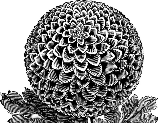 花枝叶素描素材
