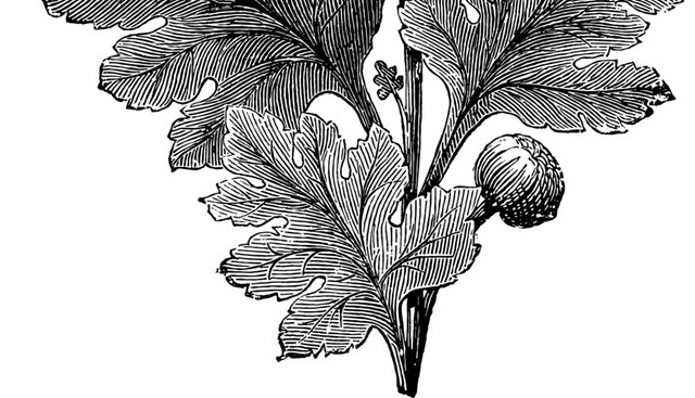 花枝叶素描素材