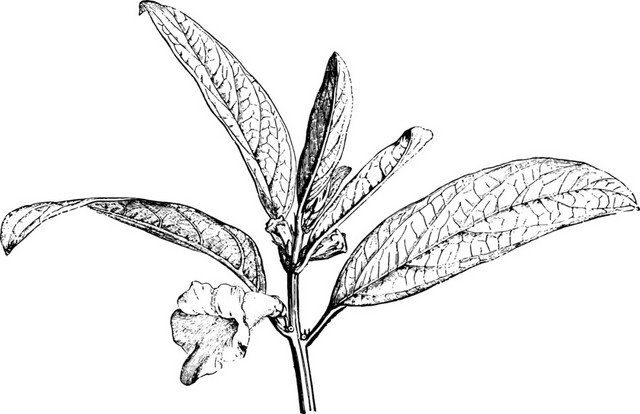 黑色植物素描素材
