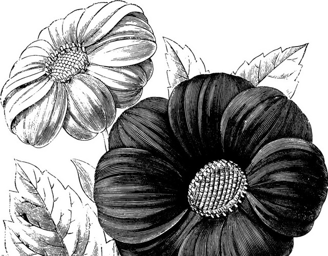 黑色花素描素材
