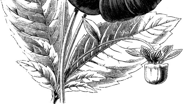 黑色花素描素材