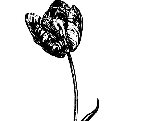 黑色花素描素材