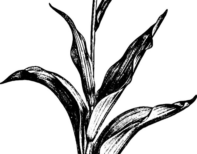 黑色花素描素材