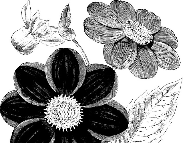 黑色花素描素材