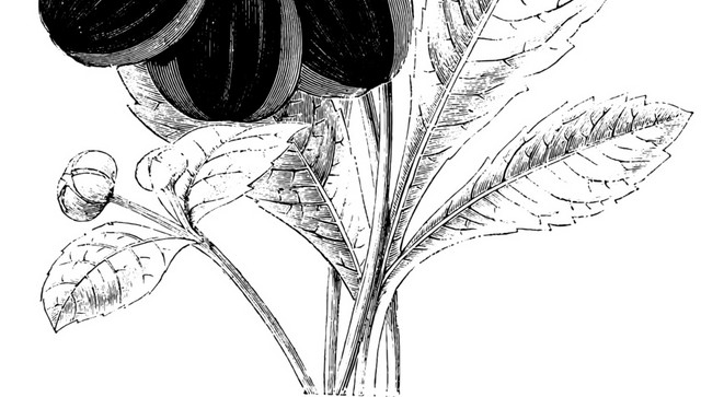 黑色花素描素材