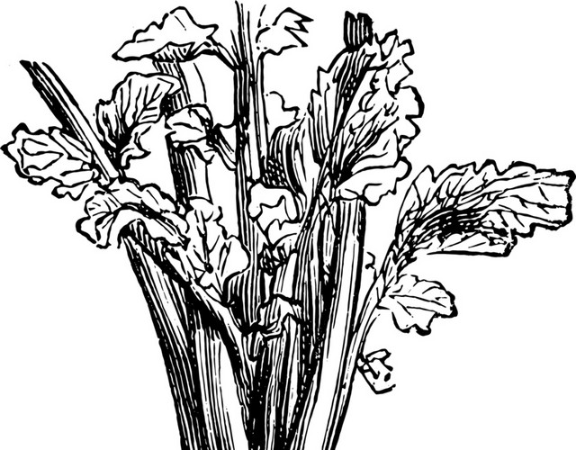 黑色萝卜素描素材