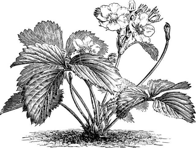黑色花素描素材