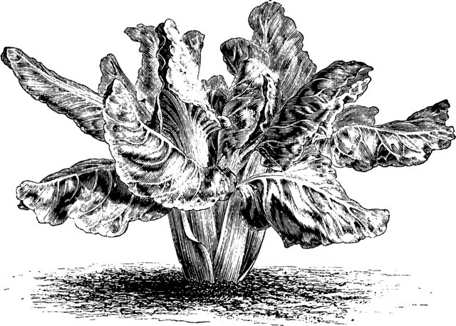 白菜素描素材