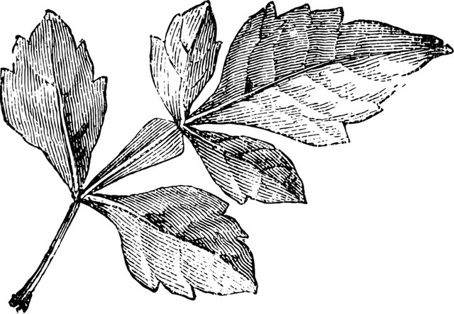 黑色素描植物树叶
