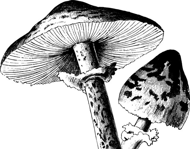 黑色蘑菇素描素材