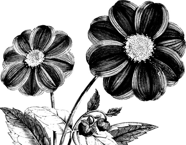 黑色花素描素材