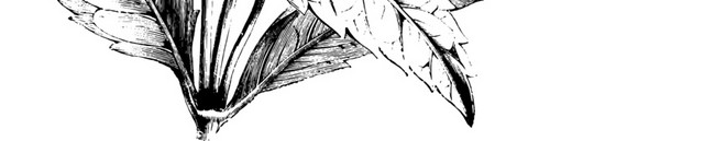 黑色花素描素材
