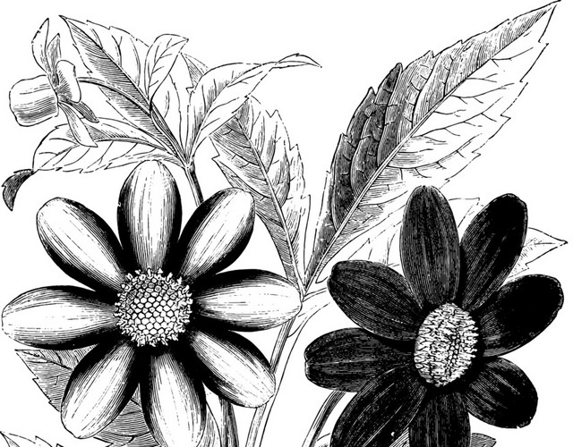 黑色素描花手绘素材
