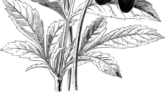黑色素描花手绘素材