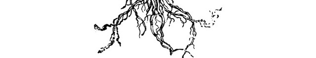 黑色萝卜素描素材