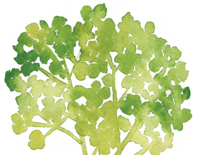 绿色清新手绘植物树苗水彩插画