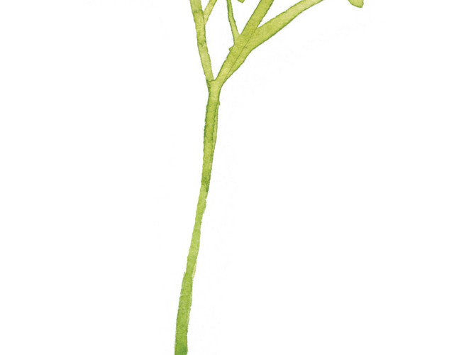 绿色清新手绘植物树苗水彩插画