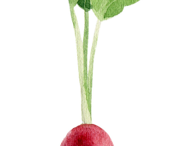 彩色清新蔬菜萝卜手绘水彩插画