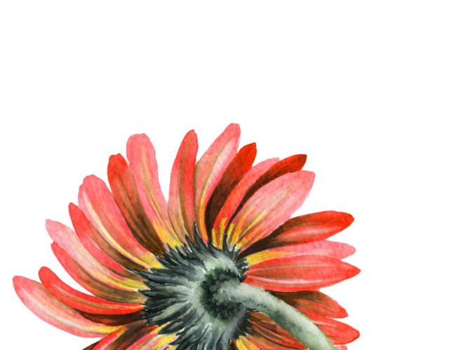 彩色清新菊花手绘水彩插画