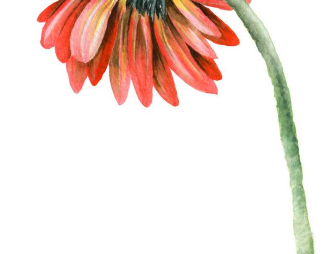 彩色清新菊花手绘水彩插画
