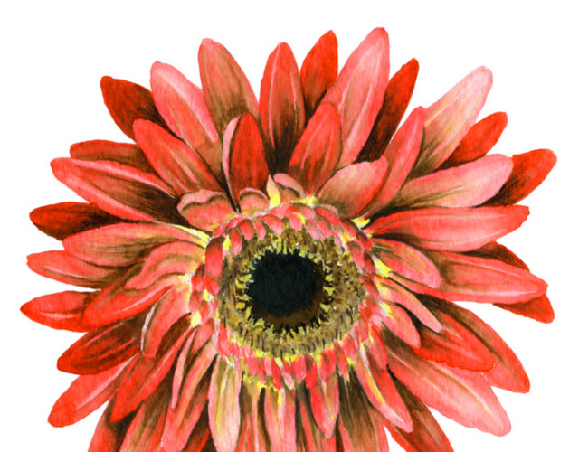 红色清新菊花花朵手绘水彩插画
