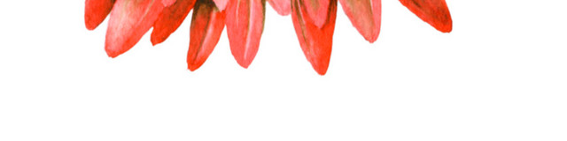 红色清新菊花花朵手绘水彩插画