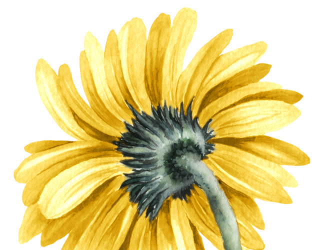 黄色清新菊花手绘水彩插画