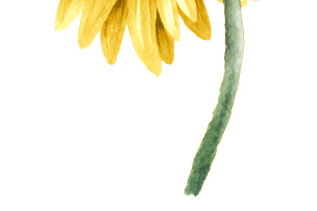 黄色清新菊花手绘水彩插画