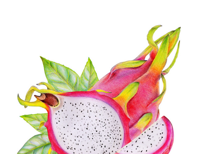 彩色清新火龙果手绘水彩插画