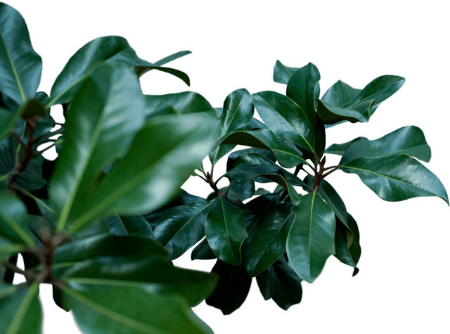 绿色清新植物树叶实物素材