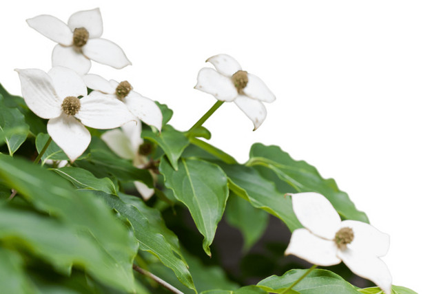 白色花朵植物素材
