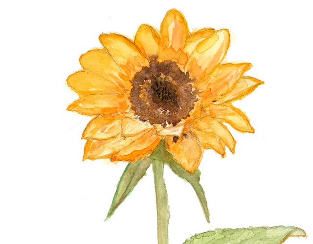 彩色手绘向日葵水彩插画