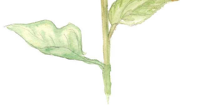 彩色手绘向日葵水彩插画