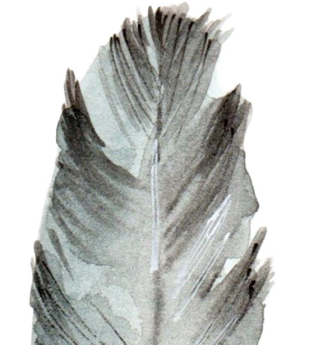 黑白手绘羽毛水彩插画