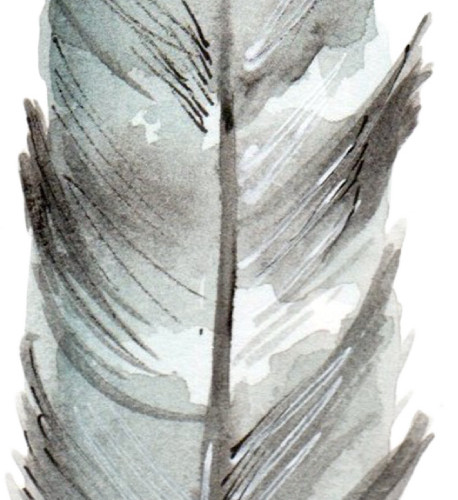 黑白手绘羽毛水彩插画