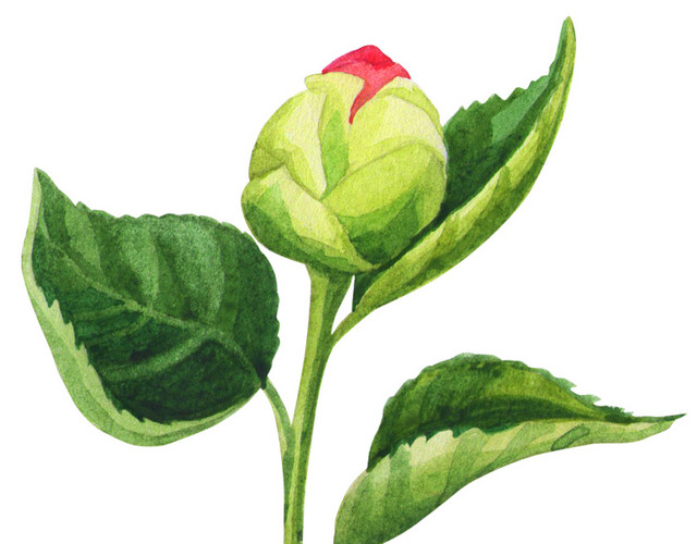 绿色小树玫瑰花苞装饰