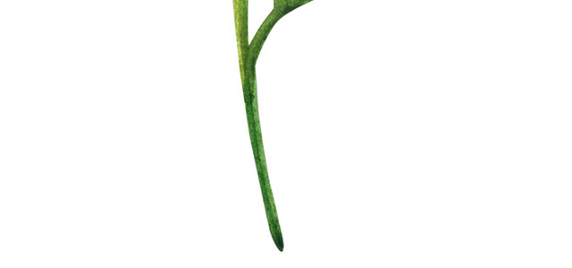 绿色小树玫瑰花苞装饰