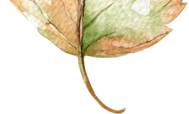 水彩植物叶子素材