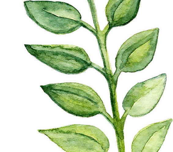 水彩植物叶子素材