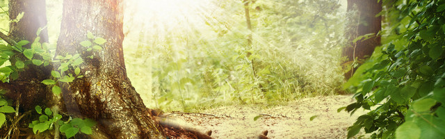 绿树背景BANNER