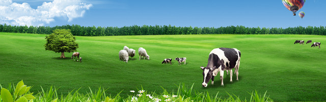 牧场奶牛绵羊绿色背景图