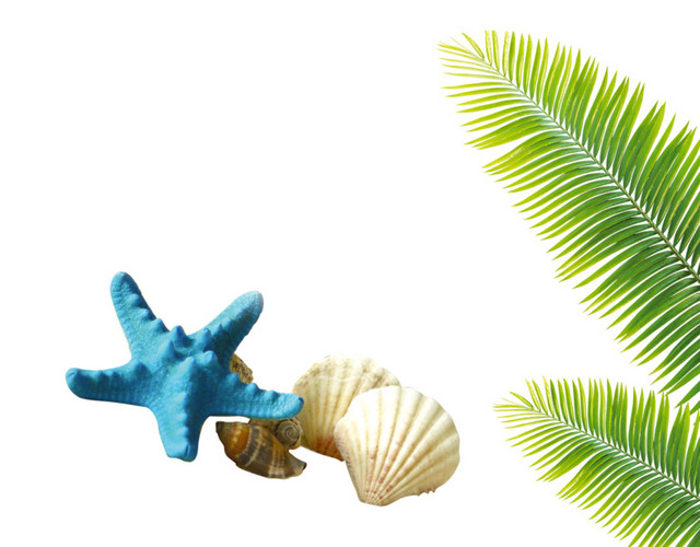 海星贝壳