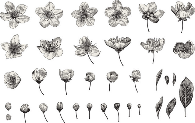 花朵花叶钢笔画黑白素材
