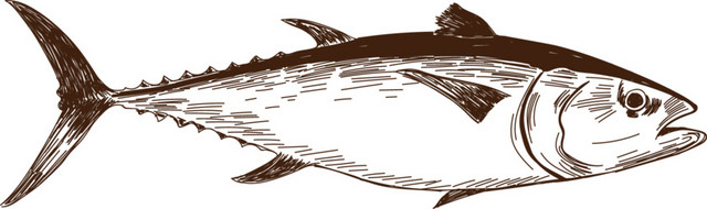 海洋生物水生物鱼类钢笔画素材