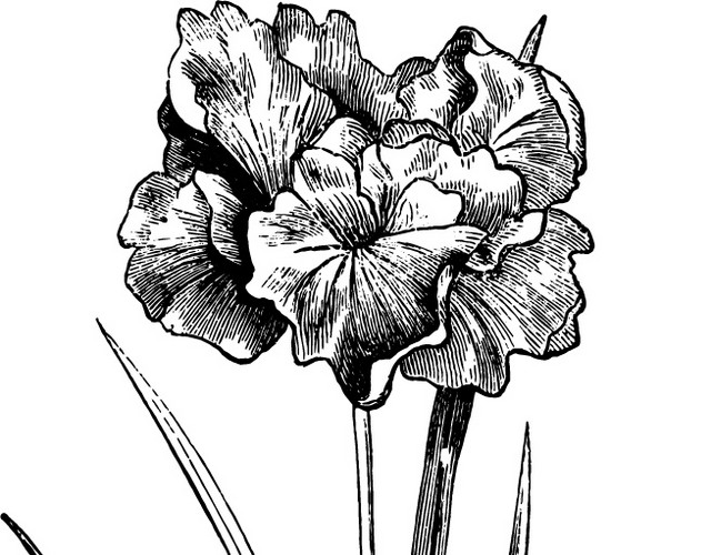 素描花手绘素材