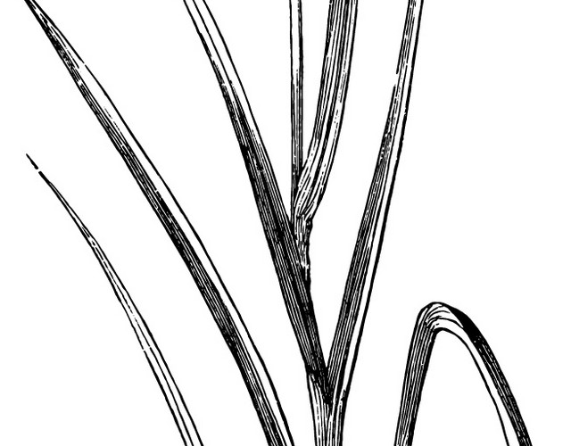 素描花手绘素材