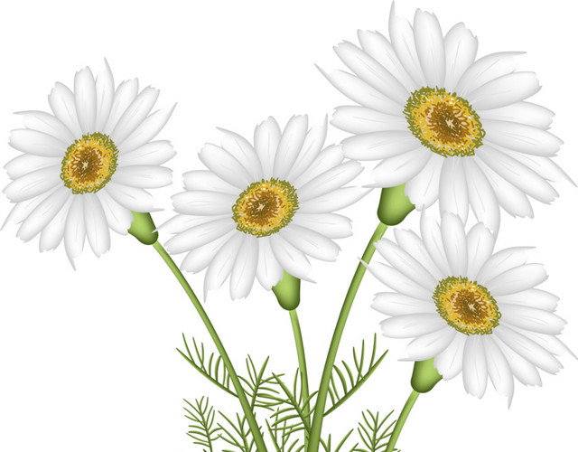 花朵矢量素材