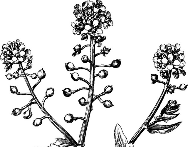 手绘黑色油菜花