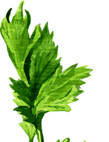 绿色芹菜调味料