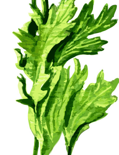 绿色芹菜调味料